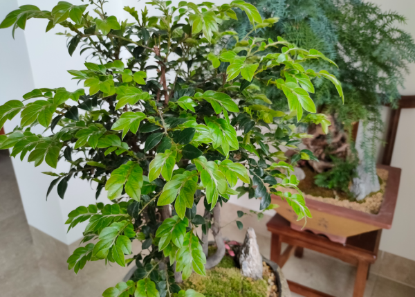 養花要施肥，養觀葉植物要用“長葉肥”，不會施肥可以選擇這幾種