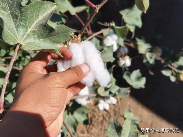 漢EV自駕新疆，離開新疆之前的兩個願望就是看棉花和吃羊肉串