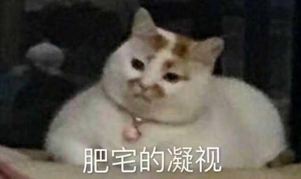 喵星人可愛表情包來了