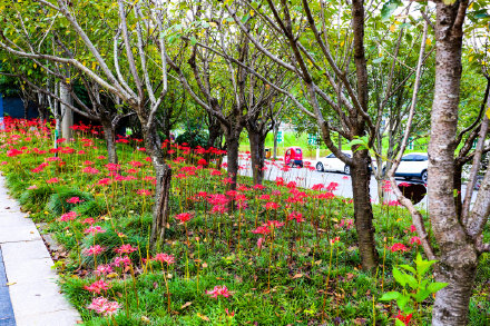 彼岸花開!千年古鎮的夏末一壟香 彼岸花開!千年古鎮的夏末一壟香