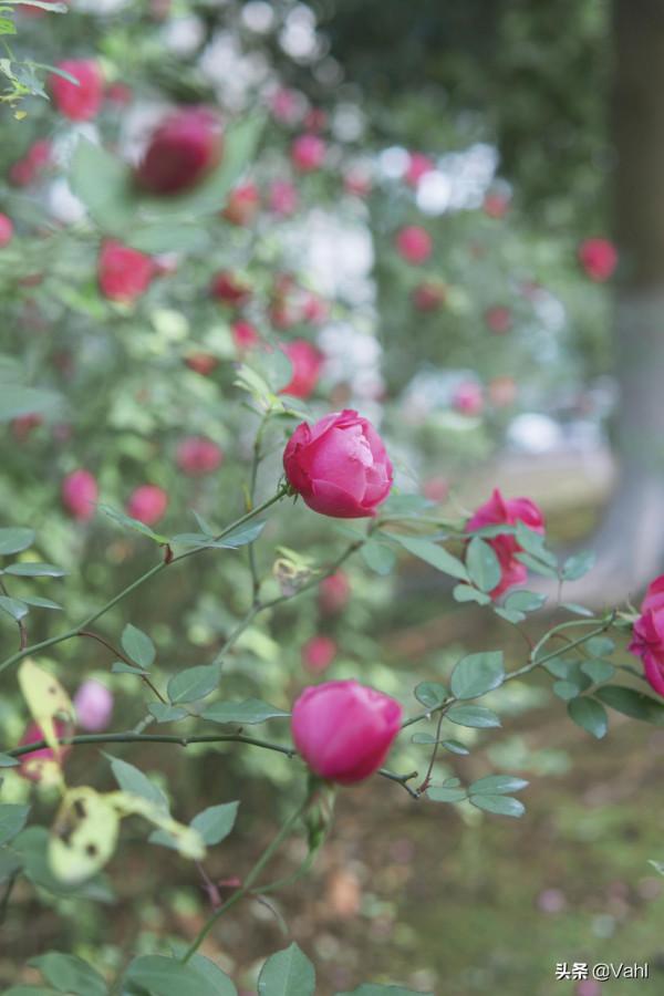 一名月月紅，一名鬥雪紅