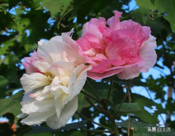 柚子葉洗澡，如何成為廣東人的轉運密碼？