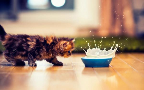 就不知道“後悔”二字怎麼寫,做了決定就“一條路走到黑”的星座 就不知道“後悔”二字怎麼寫,做了決定就“一條路走到黑”的星座