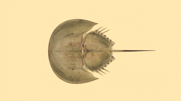 新冠疫苗上市離不開它，流淌著藍色血液的活化石，鱟為何重要？