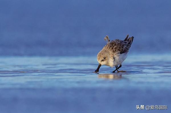 自帶“飯勺”的極危物種 勺嘴鷸
