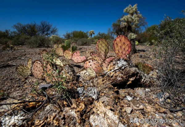 減碳養藻？汙水廠碳中和轉型新出路