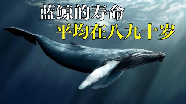 世界上最大的動物，它的舌頭可以站50個人，一天進食量高達5噸