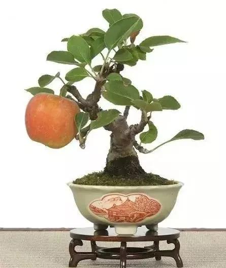 精美的袖珍盆景 精美的袖珍盆景