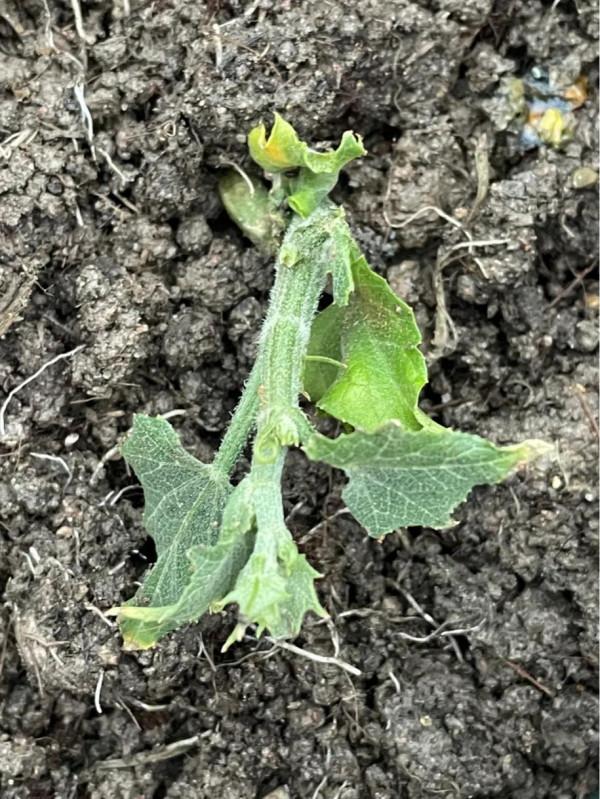 立春後種上佛手瓜