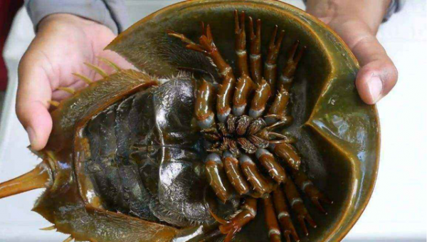 地球上唯一的藍血生物，擁有3顆心臟，它們快要毀在人類手裡了