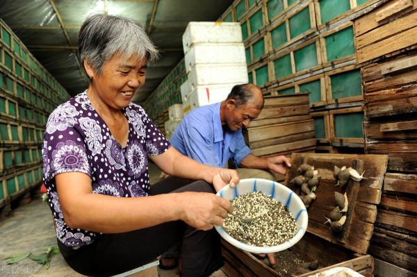 農村三個行業，看似很賺錢，實則風險大，還有可能虧本，你知道麼