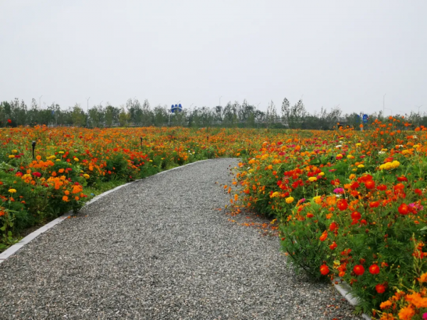 北京環球度假區的這片“專屬花海”簡約卻不簡單 北京環球度假區的這片“專屬花海”簡約卻不簡單