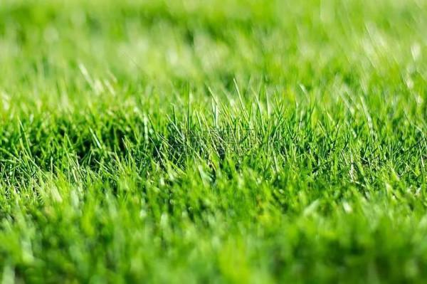 陰盤奇門遁甲~十天干象義之甲乙木