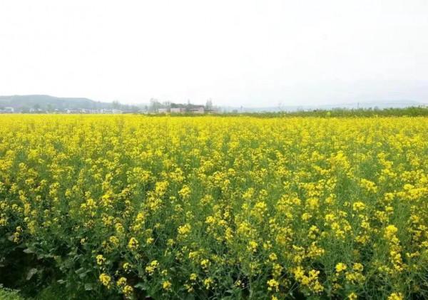 分享圖片&mdash;&mdash;美麗的油菜花集錦