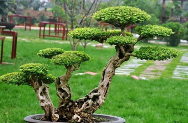 走進盆景（圖片）