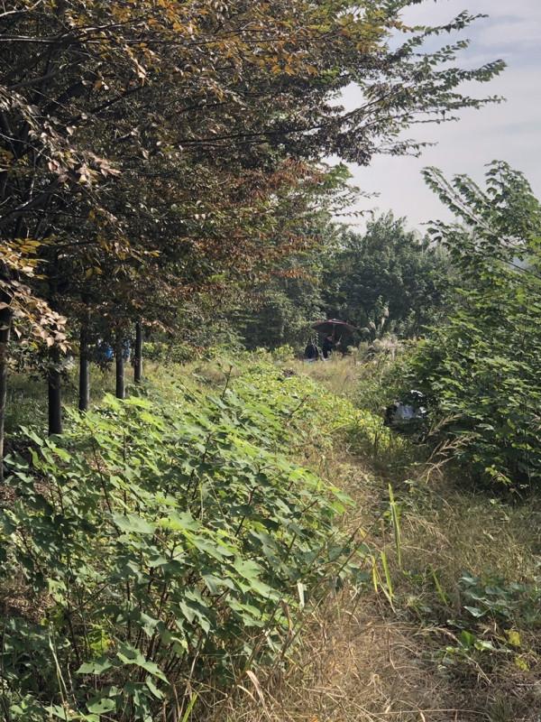 飛機塘上飛，遍地是墳墓，釣淺水小魚拖著玉米跑