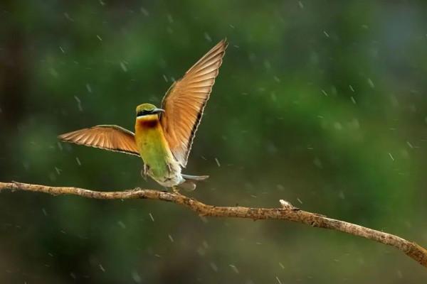 “中國最美小鳥”到底有多美？