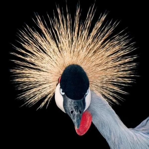 鳥的世界 鳥的天堂