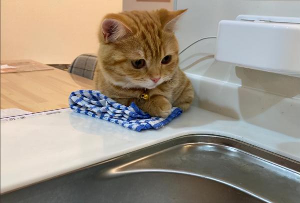 日本網友分享自家貓咪洗臉的照片，又萌又好笑，治癒不開心