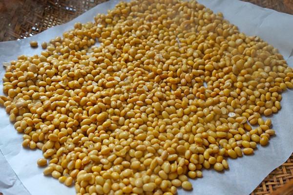 醃菜季節到了,快失傳的醬豆子醃製方法,原來這麼簡單,快收藏 醃菜季節到了,快失傳的醬豆子醃製方法,原來這麼簡單,快收藏