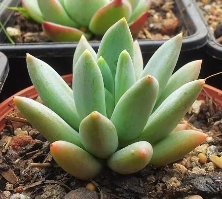 景天科、厚葉草屬常見多肉植物有哪些？