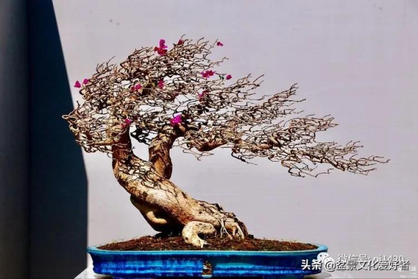 玩盆景,只是玩玩嗎? 玩盆景,只是玩玩嗎?