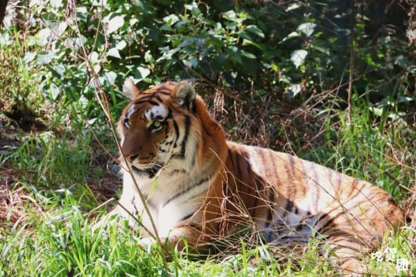 春節嗨玩預警！雲南野生動物園&OpenCurlyDoubleQuote;萌虎&rdquo;陪你賀新年，2022虎虎生威
