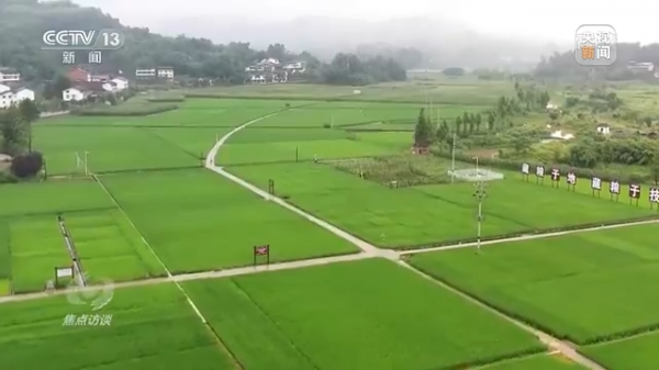 焦點訪談丨農業：走上高質量發展之路