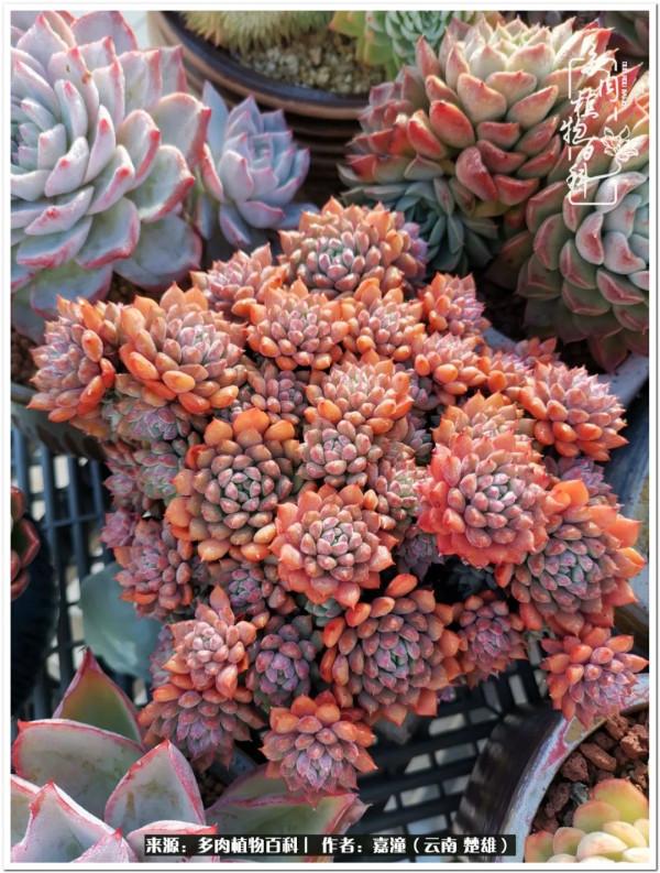 天南海北，一群熟悉又陌生的愛肉人