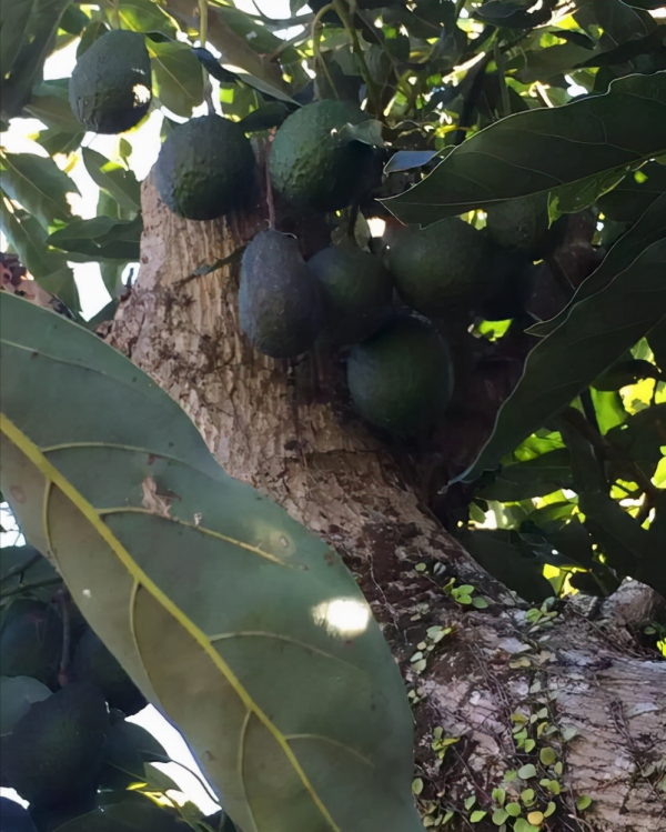 100億?越南木匠鋸“鱷魚樹”驚現蘭花印!如何形成?為何這麼貴 100億?越南木匠鋸“鱷魚樹”驚現蘭花印!如何形成?為何這麼貴