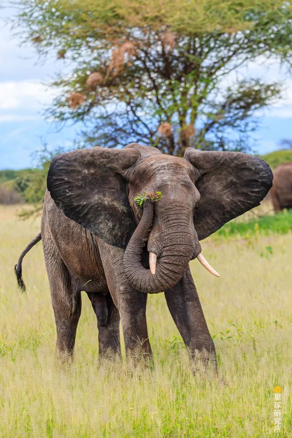 2021年度動物，是誰？