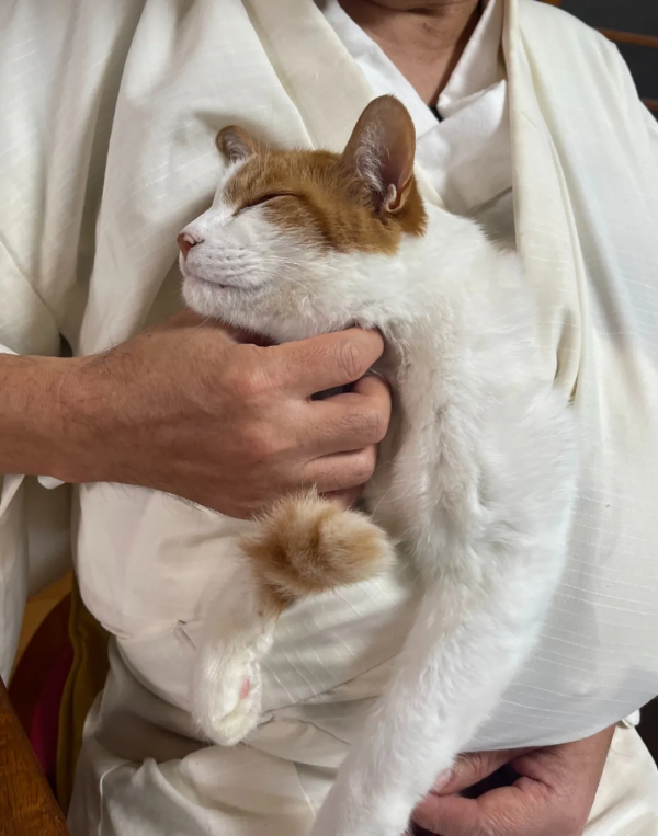 一個人和六隻貓守著一座寺院,吃飯被一群貓環繞會是怎樣的體驗? 一個人和六隻貓守著一座寺院,吃飯被一群貓環繞會是怎樣的體驗?