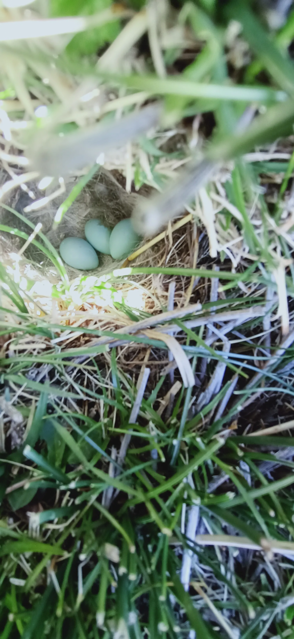 牧人的真是生活