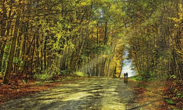 佛蒙特森林風光