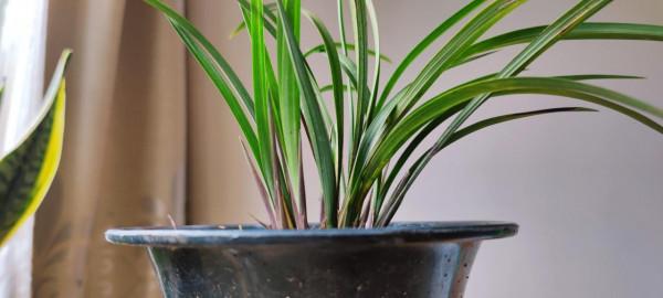 夏天養蘭花做好“三練”，容易開花不說，秋冬苗還會格外多