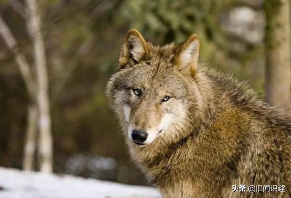 北方的狼族之蒙古狼