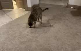 40張奇特而有趣的貓照片，看了讓人心情愉快