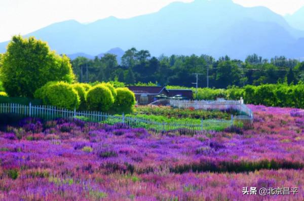 2021好幸運，和你在昌平走過春夏秋冬