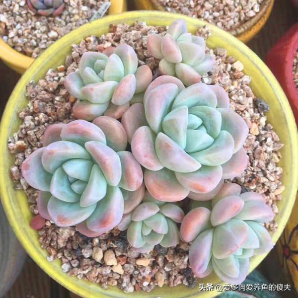 適合我們南方煉獄區的多肉推薦這些，養護簡單度夏輕鬆成就感爆棚