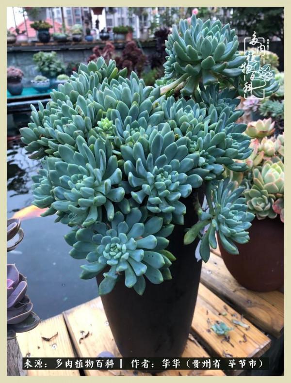 我的造園之夢：鮮花、多肉、錦鯉，這才是樓頂花園該有的樣子