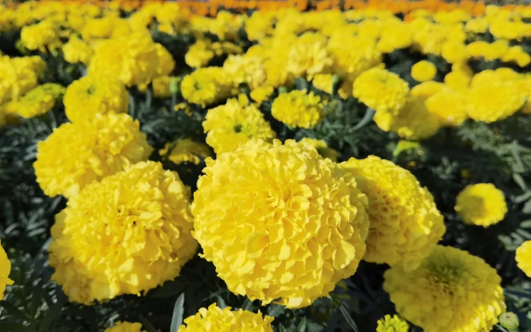 花海來啦!金卉莊園11月最美賞花季現已開啟!快來走“花路”吧! 花海來啦!金卉莊園11月最美賞花季現已開啟!快來走“花路”吧!