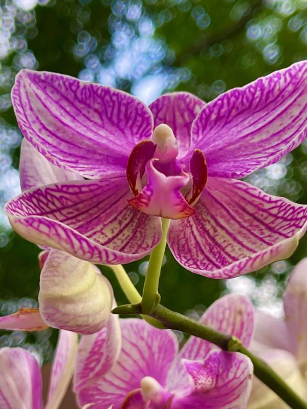 分享——高雅多姿的蝴蝶蘭