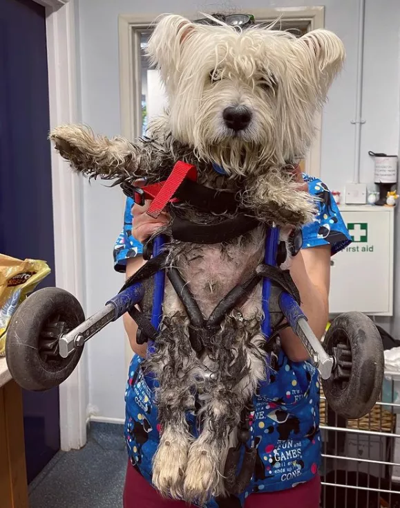 女主人養了一隻沒眼睛的狐狸，一隻沒腿總“翻車”的狗子，網友們：太可愛了吧