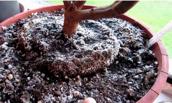 若是發現盆土長出4種“小東西”,建議斷水、換盆,防止根系腐爛 若是發現盆土長出4種“小東西”,建議斷水、換盆,防止根系腐爛