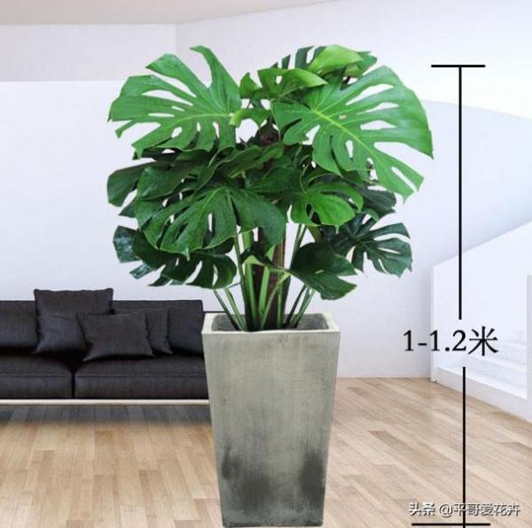 家裡採光差？推薦4種“耐陰花”，隨便養幾盆，照樣很“上檔次”