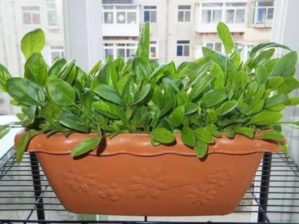 天冷了，陽臺種蔬菜，首選這8種，0度凍不死，吃一茬冒一茬