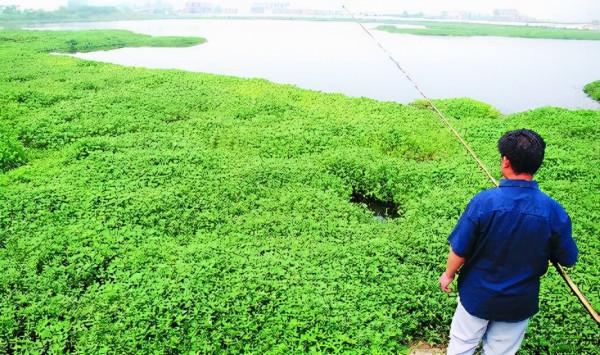 日軍遺留的“水花生”，竟讓中國漁民損失5000萬！該如何清除乾淨