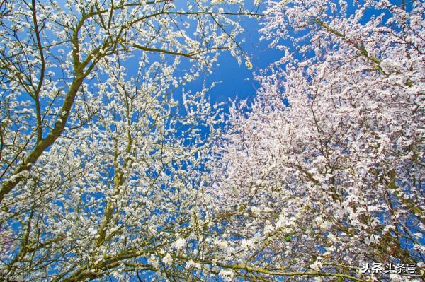 聊齋故事：惡女花魁