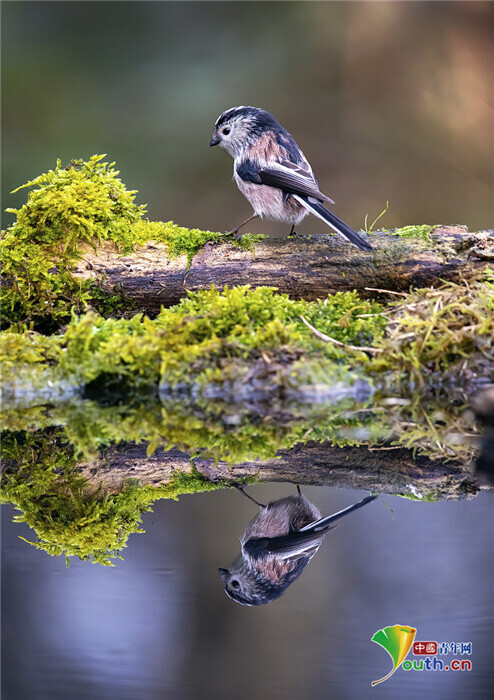 攝影師抓拍鳥獸“照鏡”瞬間 平靜湖面彰顯對稱之美 攝影師抓拍鳥獸“照鏡”瞬間 平靜湖面彰顯對稱之美