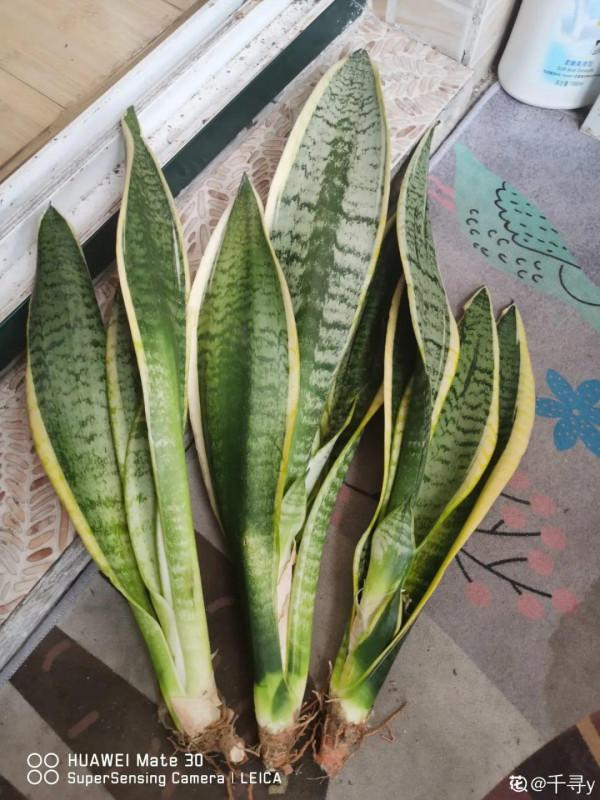 養花大棚倒閉,“貴貨花”路邊扔了一地,後悔沒帶個大麻袋 養花大棚倒閉,“貴貨花”路邊扔了一地,後悔沒帶個大麻袋